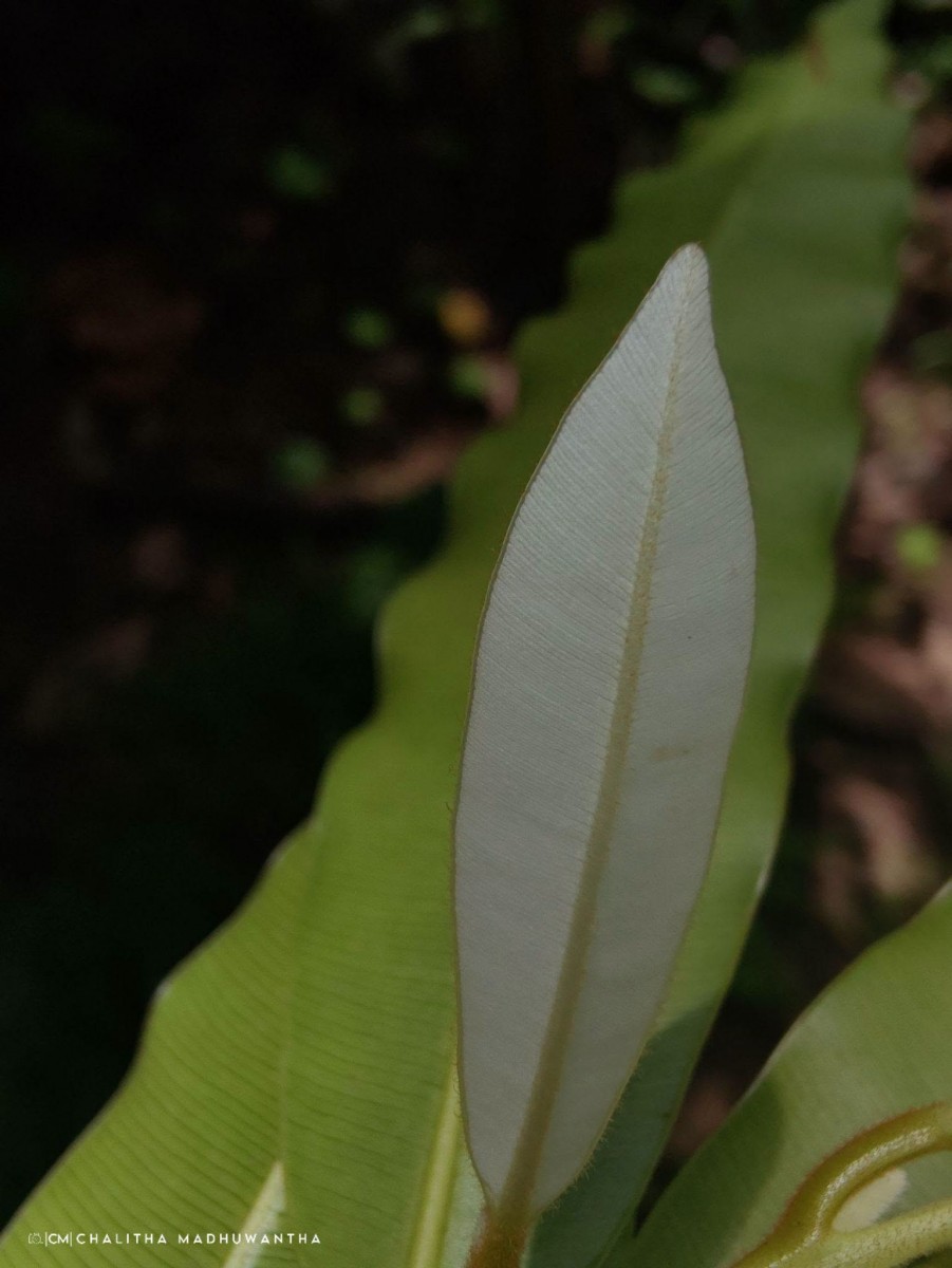 Calophyllum bracteatum Thwaites